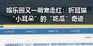 娱乐圈又一萌宠走红：折耳猫“小耳朵”的“吃瓜”奇迹