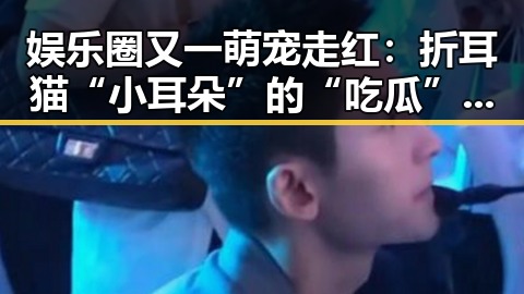 娱乐圈又一萌宠走红：折耳猫“小耳朵”的“吃瓜”奇迹